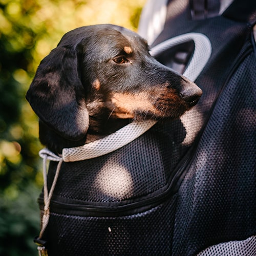 Multi-Breed Dog Backpack™