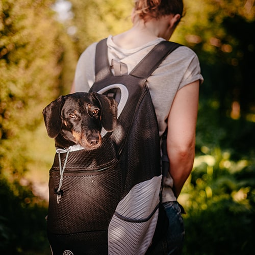 Multi-Breed Dog Backpack™