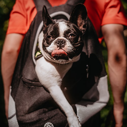 Multi-Breed Dog Backpack™